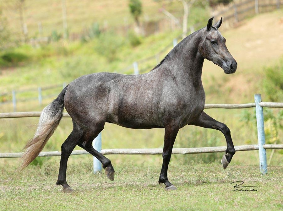 BARONESA DO RANCHO TREZE Vapor JEA x Heresia de Alcatéia 05 EMBRIÃO Embrião por: