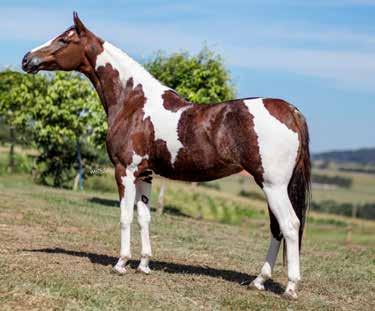 ITALIANA JOSILMAR (T.E.) 12 DUPLO RG: 214927/P Pelagem: Pampa de Alazão Nasc.: 10/11/2015 Sexo: Fêmea EREU JES TEXAS DO PEC VIRADA JE (T.E) QUÂNTICO DA JANGA (T.E.) TARANTELA DA BRAIDO (T.E.) GAROTA DO SUELOTTO Destacada potra de pelagem pampa, em campanha de pista, com 6 títulos de campeã e reservada campeã já conquistados.