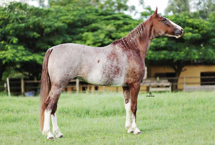 27 PILAR DO OTNACER DOAÇÃO VENTRE EM PROL DA ABCCRM GIGANTE J.O TURBANTE J.O. FOLIA ELMO J.O. COCAR J.O. TOUCA J.O. PREMIADO DL (T.E.) INTRIGA HSE ATLAS RN PREMIADA RN PRENDA FAMA ZO FLAMBOYANT DA PORANGABA JOCOSA DA SAO JOSE Campeã Brasileira em 2007 e Campeã Brasileira de Andamento em 2011.