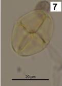 8) Mimosa arenosa 9) Neptunia