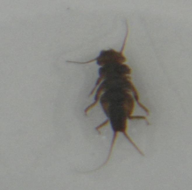 -19- Figura 1 - Plecoptera