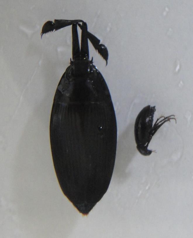 -23- Figura 4 - Coleoptera