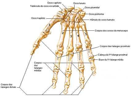21 A articulação do punho, ou articulação radiocárpica, é o elo do antebraço com a mão, e é formada pela extremidade distal do rádio e pelos três ossos da fileira proximal do carpo, escafóide,
