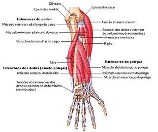 ossos do antebraço (Figura 6) (WILLIANS, 1995).