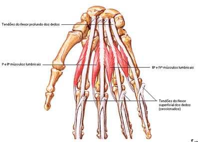 27 Os músculos lumbricais são quatro pequenos fascículos que se originam dos tendões do flexor profundo dos dedos (Figura 8). Foram assim denominados por causa de sua forma vermiforme.