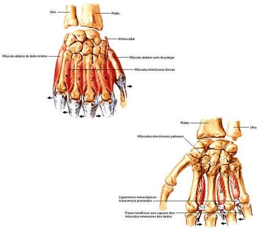 28 origina de todo o comprimento de seu osso metacarpal.