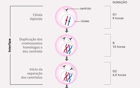b. Podemos definir essa etapa como um período entre duas divisões celulares. c. Em G1 ocorre a duplicação do DNA.