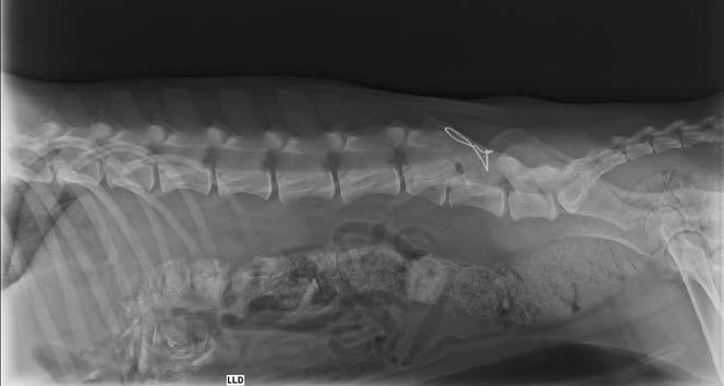 A B1 B2 Figura 1 - Imagens radiográficas de um cão após trauma por atropelamento: em (A) observa-se alteração medular em região de L5-L6 após procedimento cirúrgico.