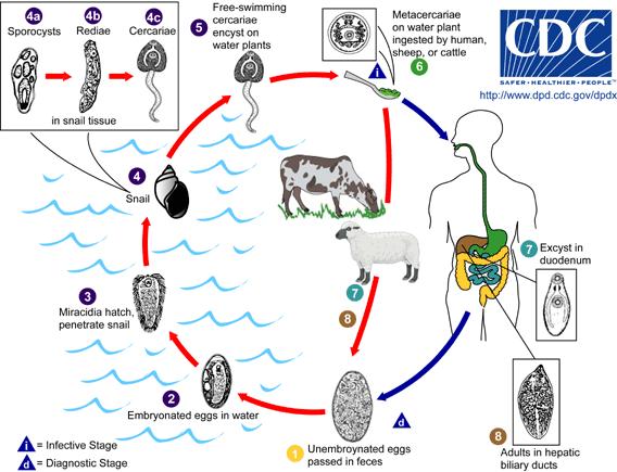 Introdução aos Capítulos Ciclo Biológico Fonte: