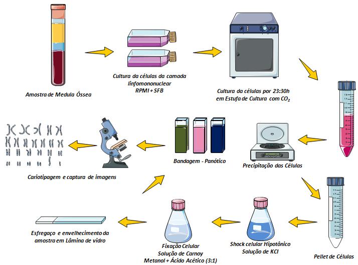 52 3.3 Cariótipo por Banda G Os cariótipos foram realizados de acordo com os protocolos já estabelecidos pelo Laboratório de Citogenômica do Câncer, segundo a técnica descrita por Chauffaille
