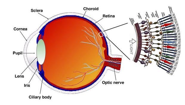 Esses três nervos são responsáveis pela percepção de uma certa região do espectro luminoso, respectivamente, eram o vermelho, o verde e o azul e que o restante das cores que vemos na verdade são