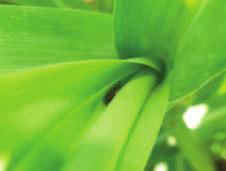 95 Doru sp. Conhecida como tesourinha, Doru é um predador bastante presente em culturas da família Poaceae (Figura 18), principalmente em cana-de-açúcar, milho e sorgo.