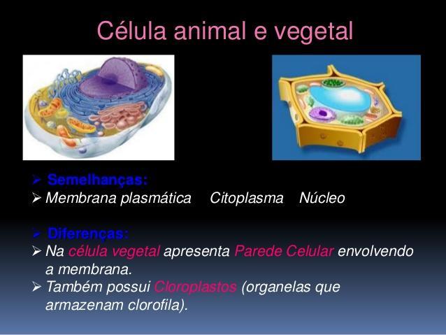 LÓGICA COMPLEMENTAR DA NATUREZA (BIOLÓGICA) EPISTÊMICAS NO