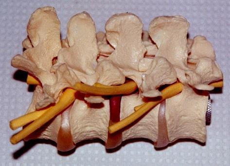 articulações sinoviais Membrana Sinovial: Reveste internamente a cápsula articular.