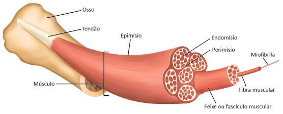 Roteiro de Aula - Miologia Músculo É um dos 4 tecidos básicos do