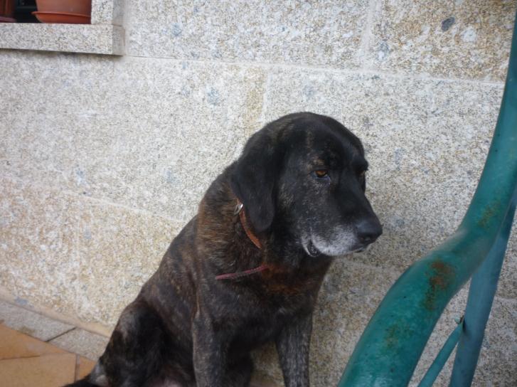 Pode ver-se facilmente a presença de um cachorro de cor unicolor (fulva) em cima de um atrelado, tendo em frente e em baixo, um outro exemplar de cor do monte, com a presença de branco nas patas