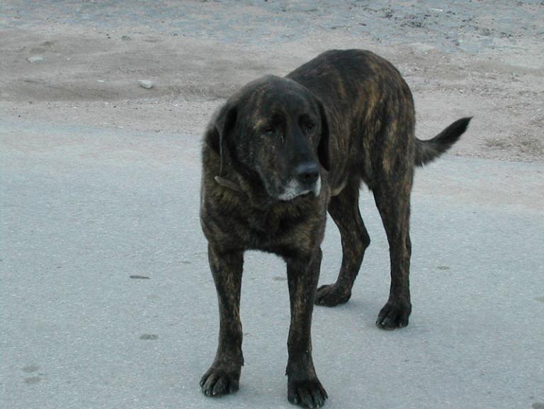 Alguns cães por ele criadas, em particular a Morgana e Xenebra, resultantes do cruzamento de uma cadela, a MAIA (RI 65601), com um macho do criador Luís Almendra, o SULTÂO (LOP 355571), tiveram