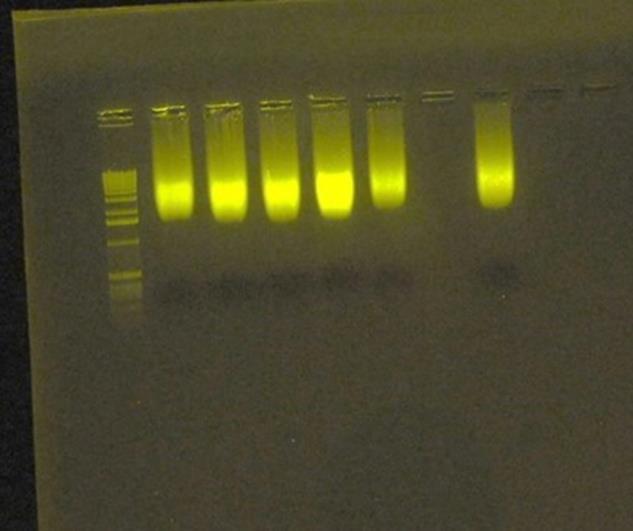 mesmo proveniente da degradação do DNA anteriormente mencionado neste relatório.