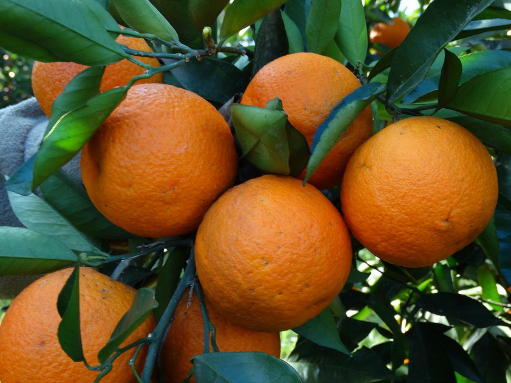 Frutos da cultivar de laranjeira Valência [Citrus sinensis (L.) Osb.].