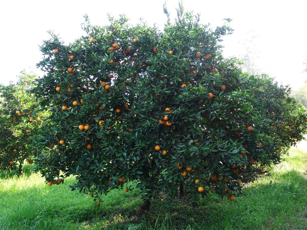 maturação dos frutos em meia-estação, quando há falta de laranjas no mercado; coloração acentuada da casca e, principalmente, do suco, que chega a ter um tom laranja-avermelhado; ótima produtividade