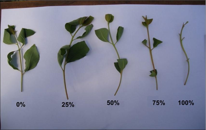 coleta, com o uso de tesoura previamente esterilizada, foram submetidas aos tratamentos 1, 2, 3, 4 e 5 com 0%, 25%, 50%, 75% e 100% de redução foliar, respectivamente, como mostra a Figura 1,