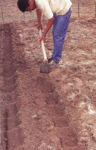 Figura 10. Fonte: Coleção SENAR, Nº 41 REPICAGEM Consiste em retirar a plantinha da sementeira e plantá-la no viveiro.