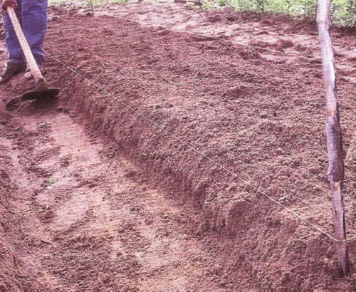 Prepare o solo com enxadão. Este método é utilizado para preparar pequenas áreas.