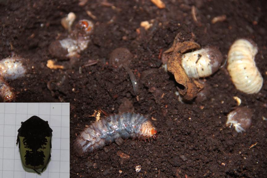 Foto: Sérvio P. Ribeiro, Ana Beatriz Borges da Silva FIGURA 1 Gymnetis pudibunda, larva, como encontrada na material orgânico e adulto.