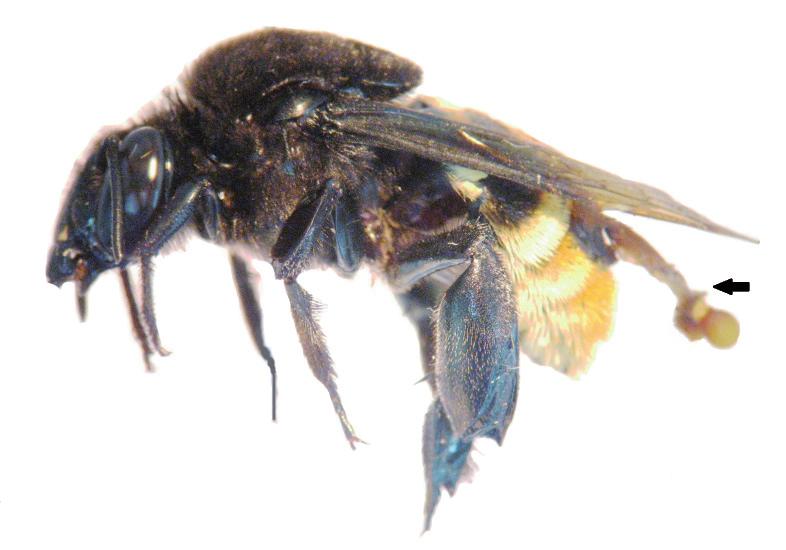 Introdução As abelhas Euglossina formam um grupo de mais de 200 espécies descritas, com distribuição primariamente neotropical e com maior diversidade nas zonas quentes e úmidas equatoriais