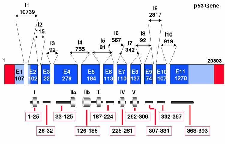 Anatomia de um gene Região promotora Um cromossomo é composto de genes e de sequências intergênicas (sem função conhecida).