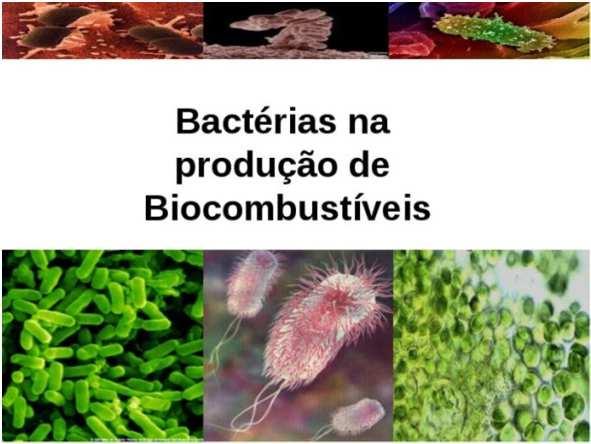 BIOCOMBUSTÍVEIS Biocombustíveis são fontes de energia renováveis, derivados de matérias agrícolas como plantas