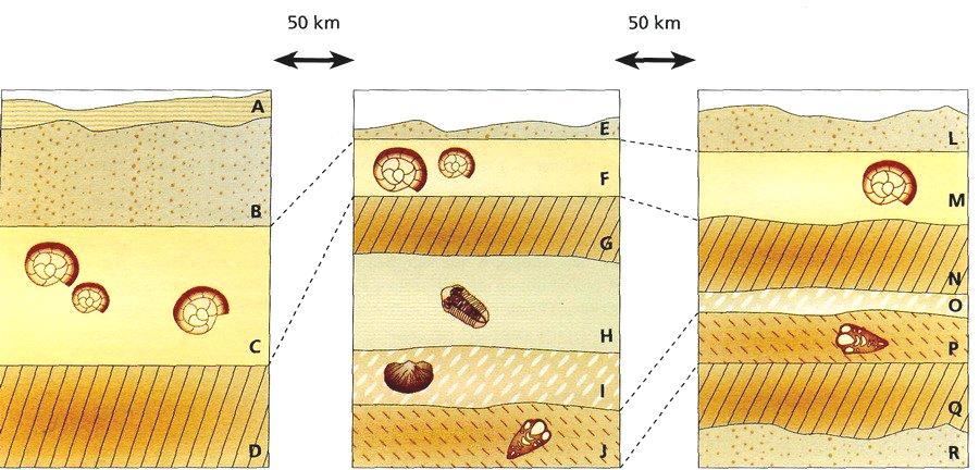 Datação Relativa das rochas Princípio da identidade paleontológica Se os estratos possuírem os