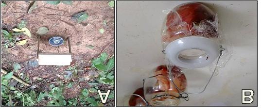 Besouros escarabeídeos coletados em Rio Branco, AC 45 Figura 1 - Esquema da distribuição das armadilhas pitfall no interior do remanescente florestal, sendo cada círculo correspondente a uma