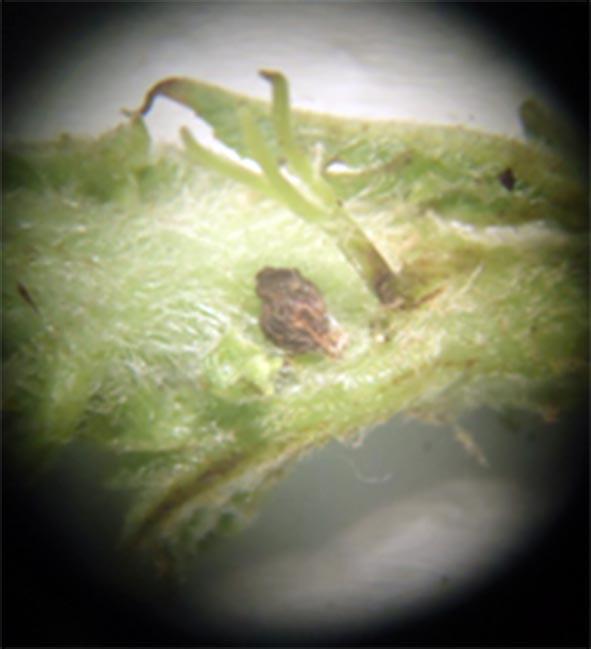 Nas condições de alta infestação dessa praga, a planta atacada apresenta áreas totalmente necrosadas e, conforme Alencar e Dias (2010), sua capacidade fotossintética é reduzida, manifestando brotos