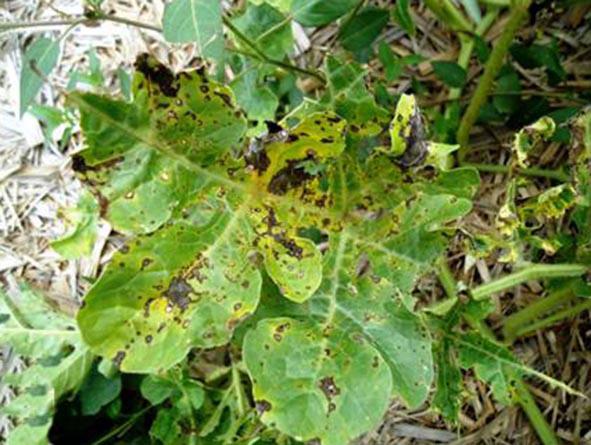 16 DOCUMENTOS 247 A B Figura 6. Sintoma de cercosporiose em folhas de melancia (A).