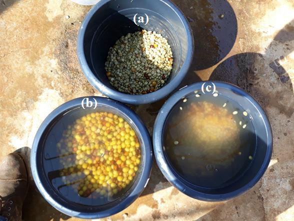 15 Figura 1. Frutos de café submetidos aos diferentes tipos de processamento.
