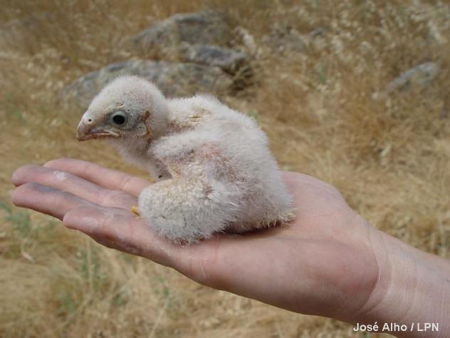 recuperação de aves estepárias; Organização de