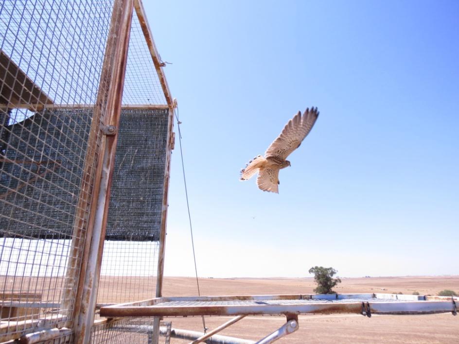 RECUPERAÇÃO DE AVES ESTEPÁRIAS Entre 2009 e