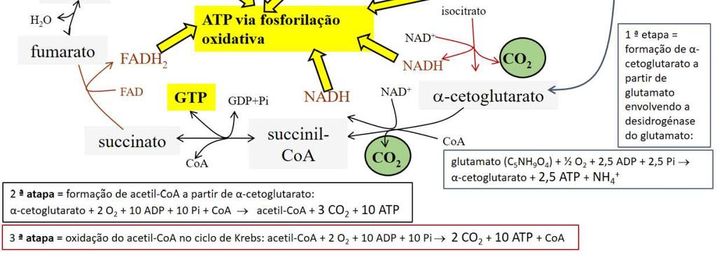 Fig. 1: A lançadeira do malato envolve as atividades da desidrogénase do malato, da transamínase do aspartato e de dois transportadores, os antiportes malato/α-cetoglutarato e aspartato/glutamato.