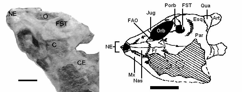 Figura 54: Mariliasuchus amarali UFRJ-DG-50-R, holótipo: a) vista parietal do crânio e representação gráfica das