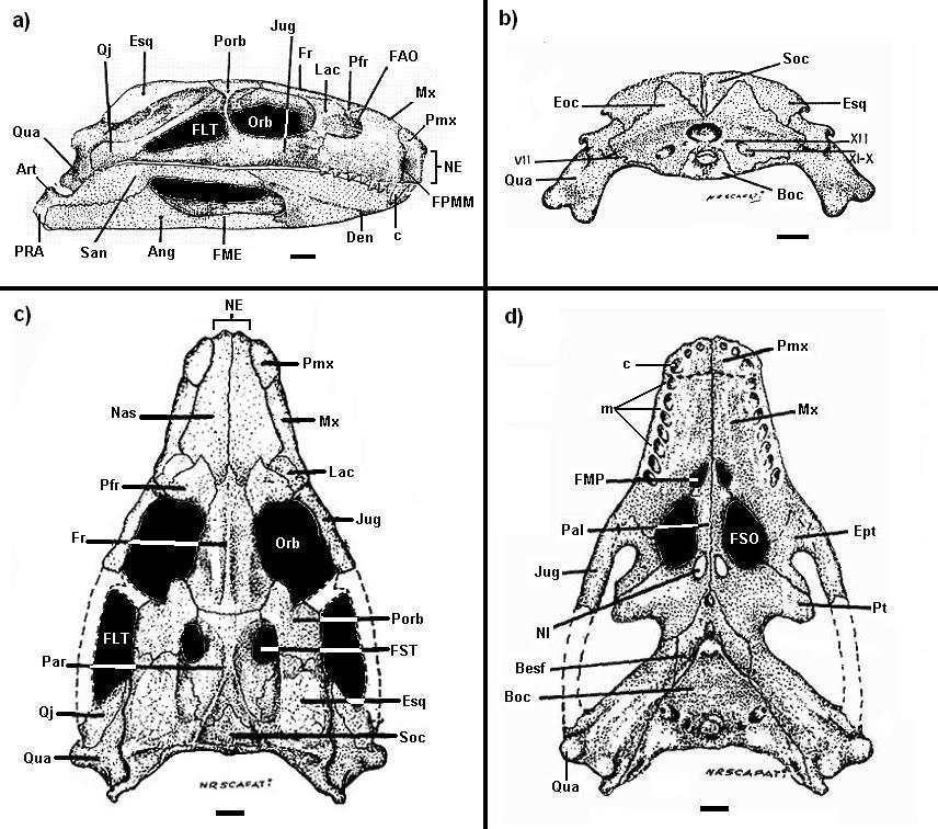 Figura 58: Reconstrução do crânio de Notosuchus terrestris: a) vista lateral direita; b) vista occipital; c) vista parietal; d) vista palatal.