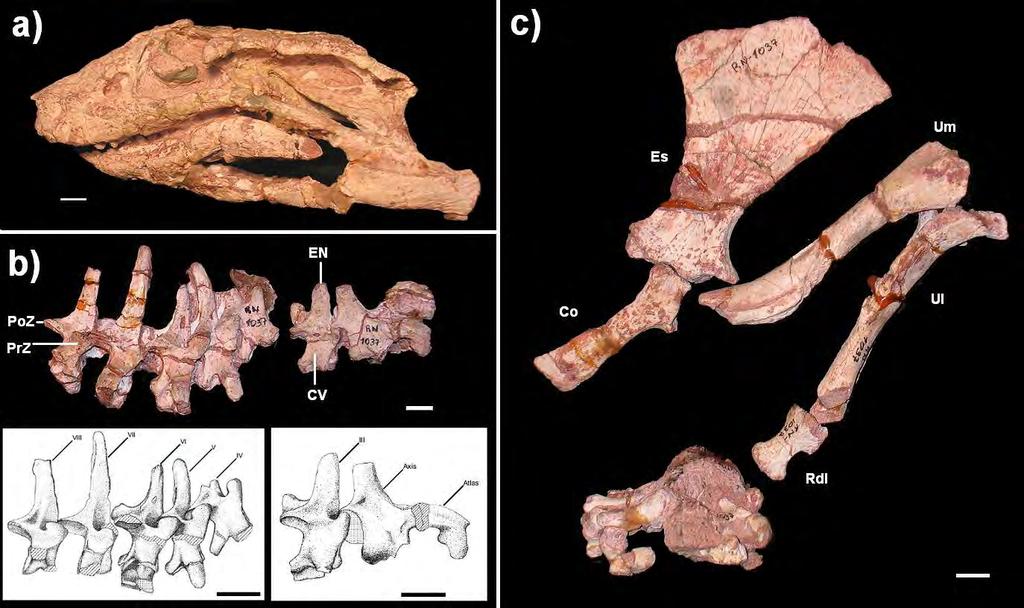 Figura 62: Notosuchus terrestris MACN-RN-1037: a) crânio; b) série vertebral cervical; c) cintura escapular e elementos apendiculares anteriores.