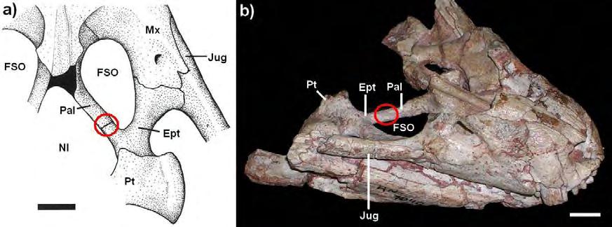 Números romanos indicam elemento vertebral e sua posição na série. Barra = 10mm (esquemas modificados de Pol, 1999d; fotos do autor).