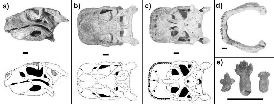 Figura 66: Material craniano de Simosuchus clarki UA-8679, holótipo: a) Vista lateral esquerda; b) vista parietal; c) vista palatal; d) mandíbula, em vista superior; e) exemplos de variação