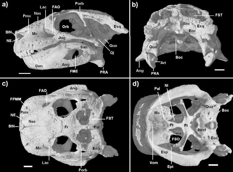 Figura 67: Modelo digital do crânio de Simosuchus clarki UA-8679, holótipo: a) vista lateral esquerda; b) vista occipital; c) vista parietal; d) vista palatal. Abreviações como na Figura 38.
