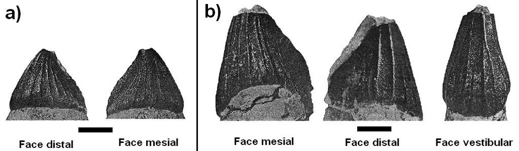 Figura 68: Material dentário de Sphagesaurus huenei DGM-332-R, holótipo. Abreviações como na Figura 38. Barra = 5mm (modificadas de Price, 1950a).