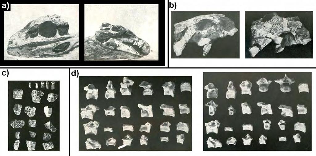 Figura 71: Reprodução de figuras das lâminas do trabalho original de descrição de Uruguaysuchus aznarezi, para diferentes