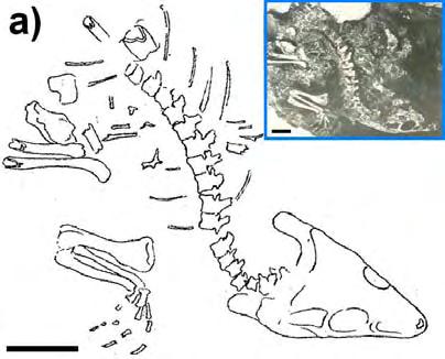 osteodermos, provenientes de diversos exemplares; d) conjuntos vertebrais, provenientes de diversos exemplares e apresentadas em