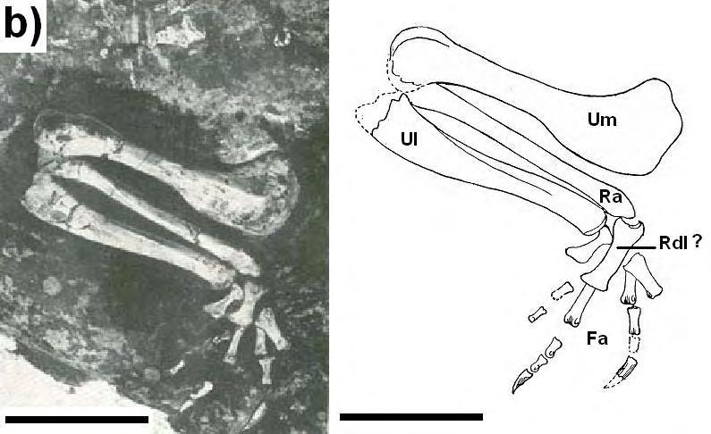 Figura 72: Reprodução de figuras das lâminas do trabalho original de descrição de Uruguaysuchus aznarezi, para o Exemplar 1: a)