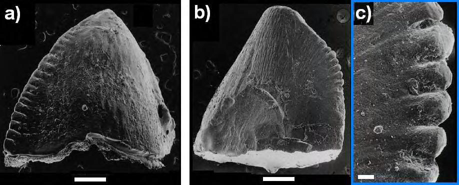Forma Camarões e Forma Malawi Figura 76: Material da Forma Camarões : a) MNHN(P) MRS-3104, aspecto geral; b) KB6-205, aspecto geral; c) KB6-205, detalhe da carena.